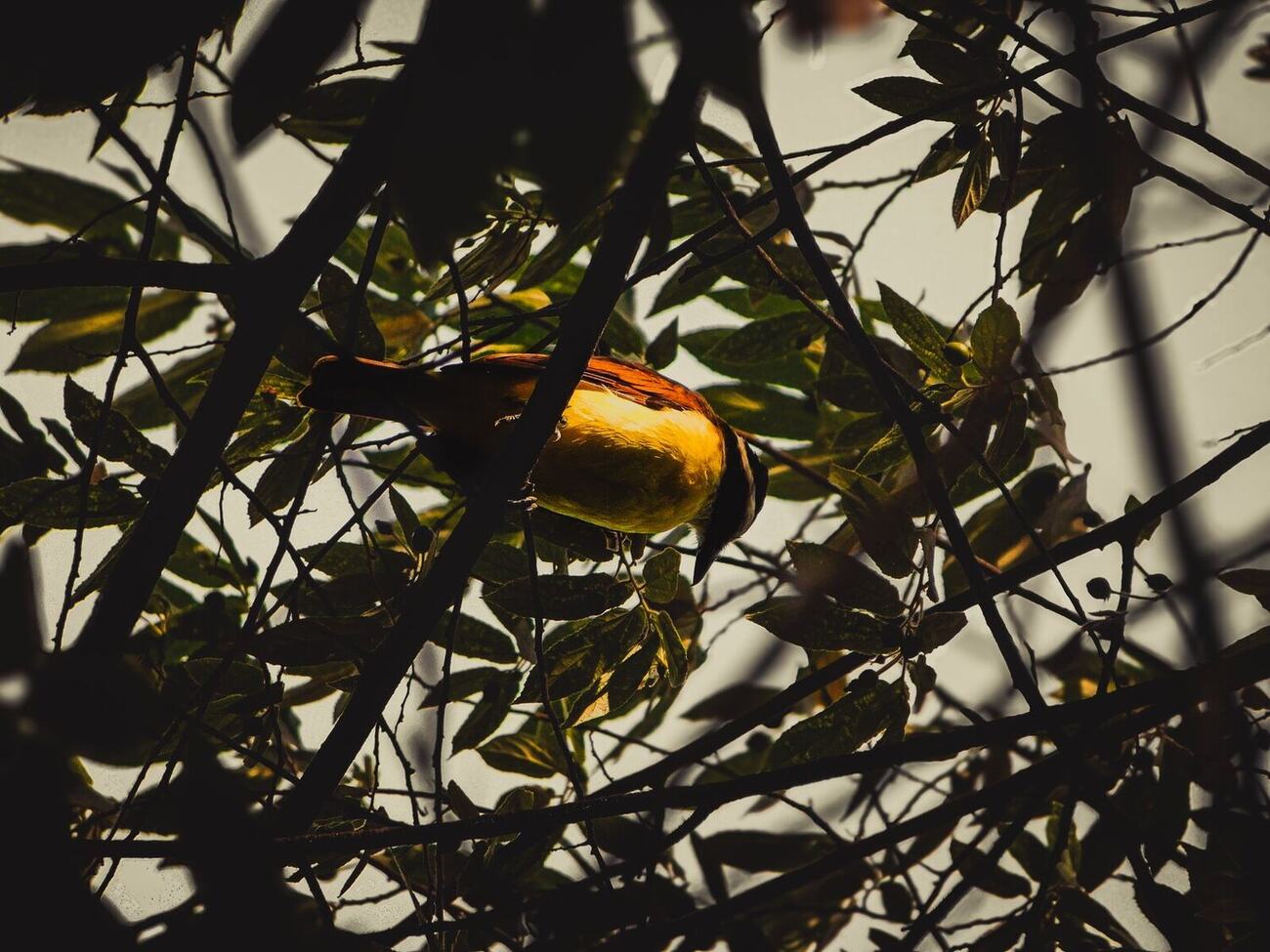 Ave silvestre fotografiada en Vegas del Verde por Arturo Sepulveda