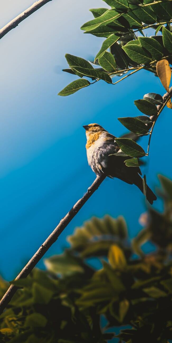 Ave silvestre fotografiada en Vegas del Verde por Arturo Sepulveda