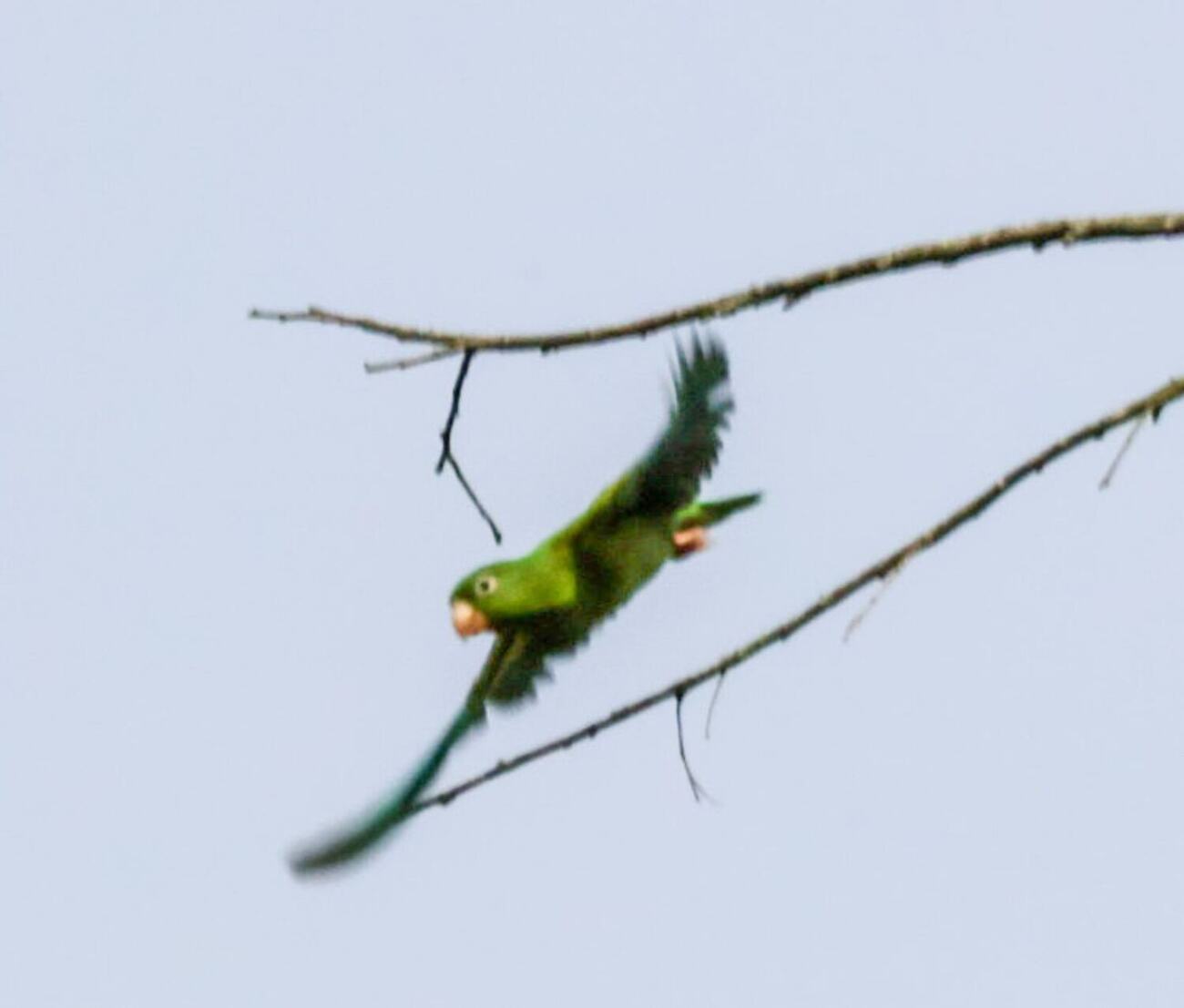 Ave silvestre fotografiada en Vegas del Verde por Diego Fernando Salazar