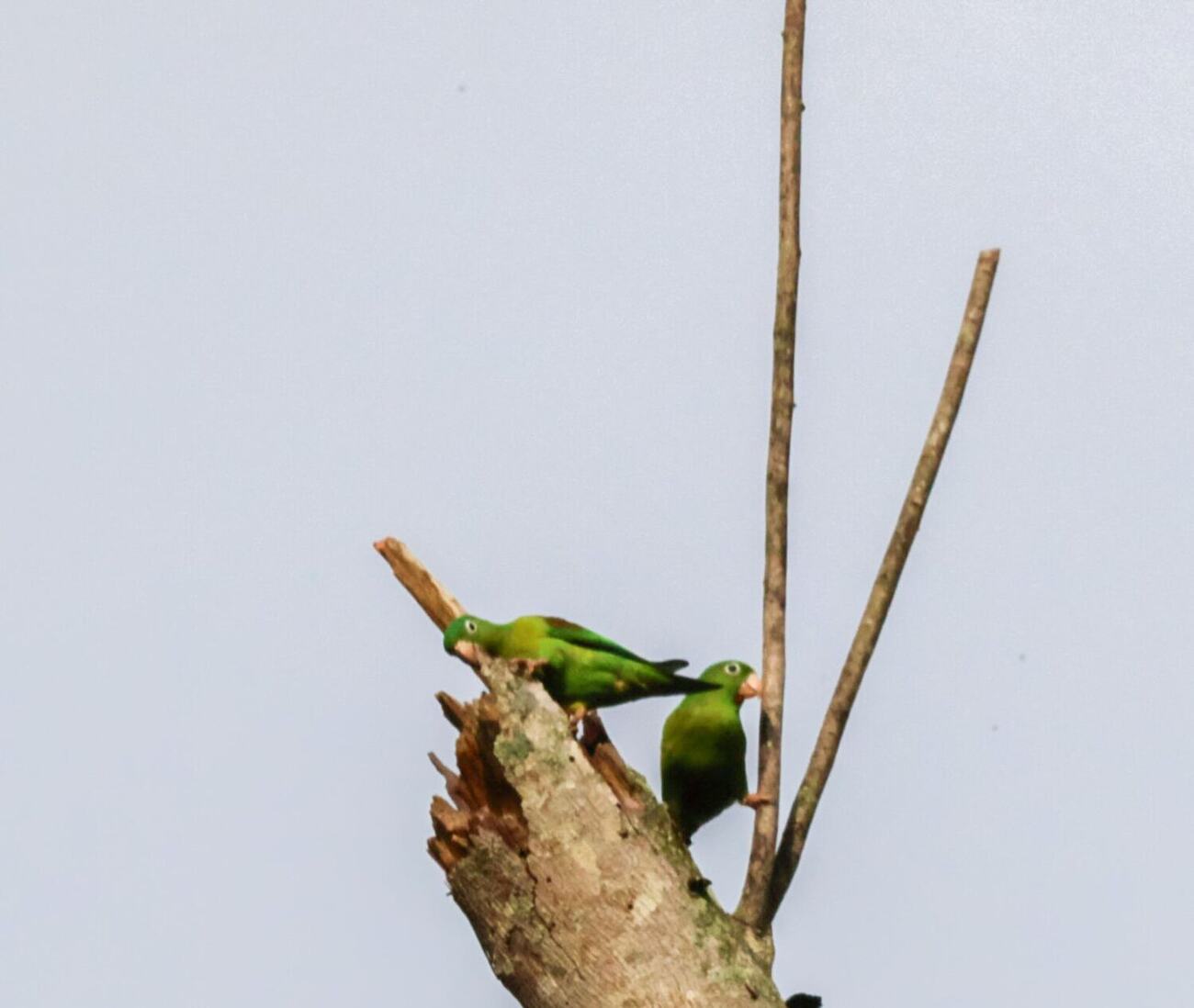 Ave silvestre fotografiada en Vegas del Verde por Diego Fernando Salazar