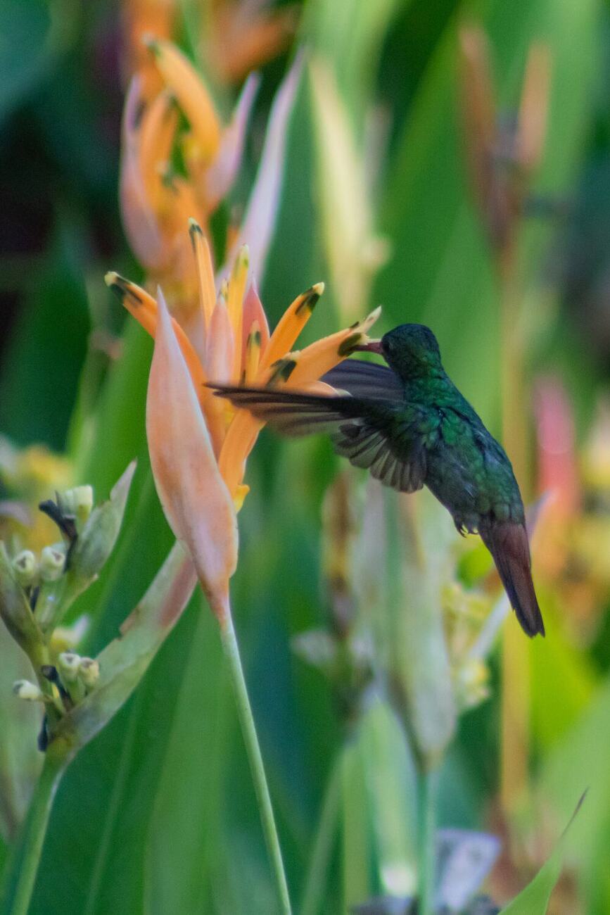 Colibrí fotografiada en Vegas del Verde por Erit Moratto
