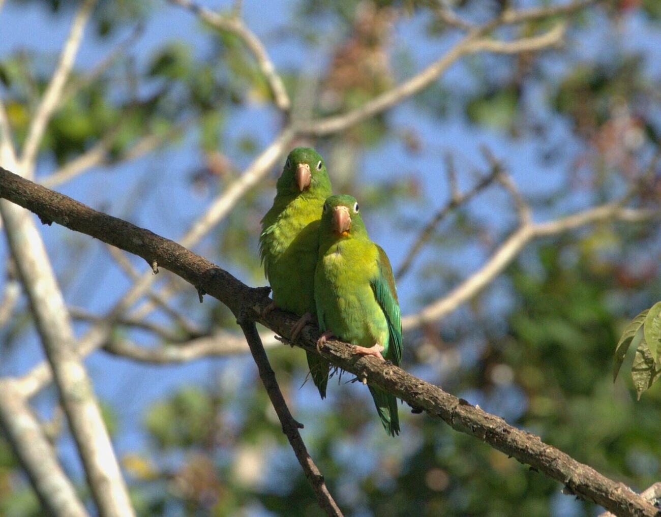 Loros fotografiada en Vegas del Verde por Fabio Hernandez