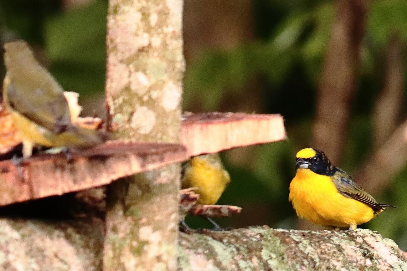 Euphonia fotografiada en Vegas del Verde por Fabiola Rueda