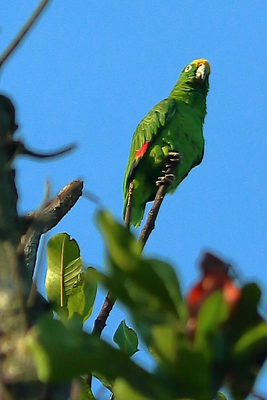 Loro real fotografiada en Vegas del Verde por Fabiola Rueda