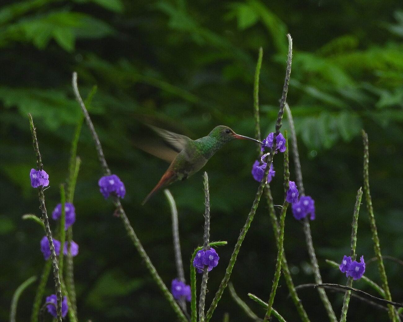 Colibrí fotografiada en Vegas del Verde por Jesus Lopez