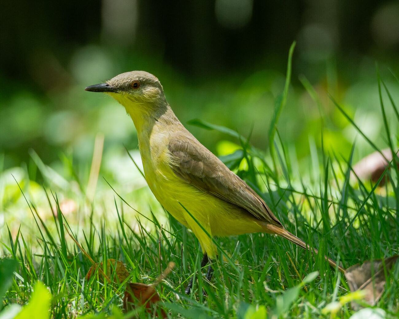 Machetornis rixosa fotografiada en Vegas del Verde por José Belisario Cardenas