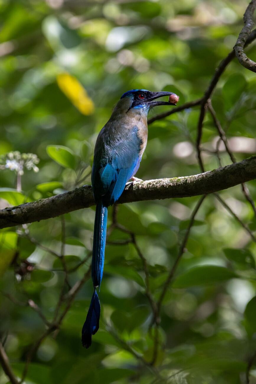 Momotus subrufescens fotografiada en Vegas del Verde por Leyner Lozano