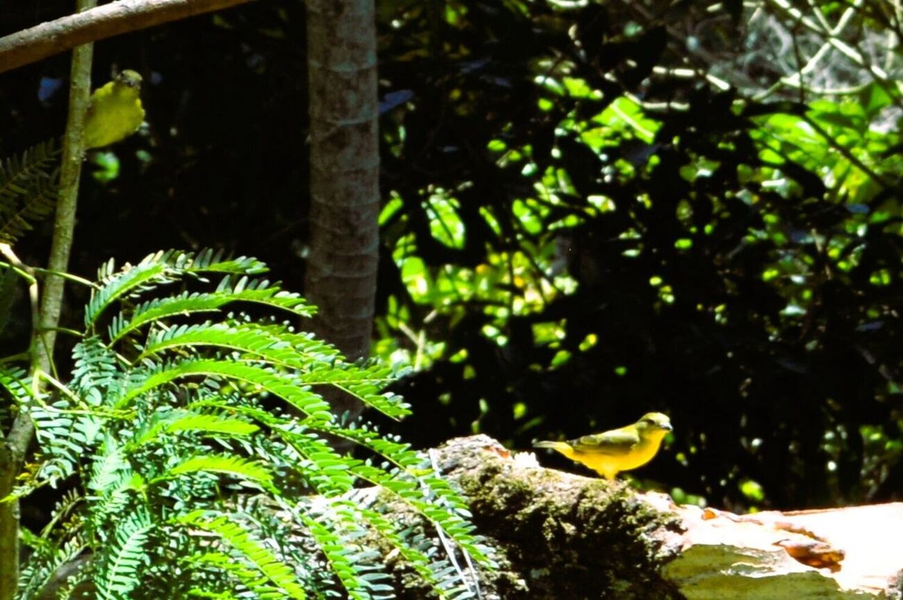 Canario fotografiada en Vegas del Verde por Myriam Villalba