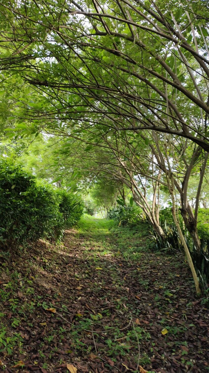 Camino de tierra y hojarasca del Sendero Ecovital, cubierto por el arco de las ramas y bordeado por setos y árboles jóvenes