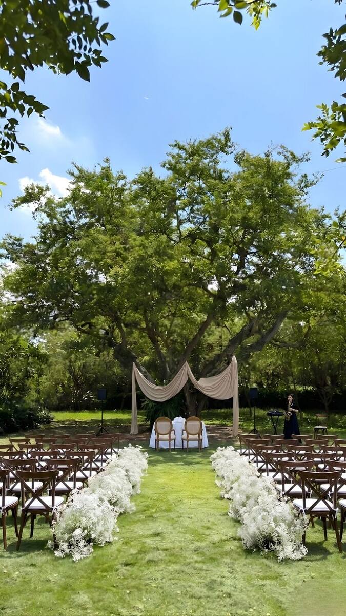 Montaje de ceremonia de matrimonio al aire libre: pasillo de flores blancas entre hileras de sillas de madera, frente a un gran árbol con velos de tela beige.