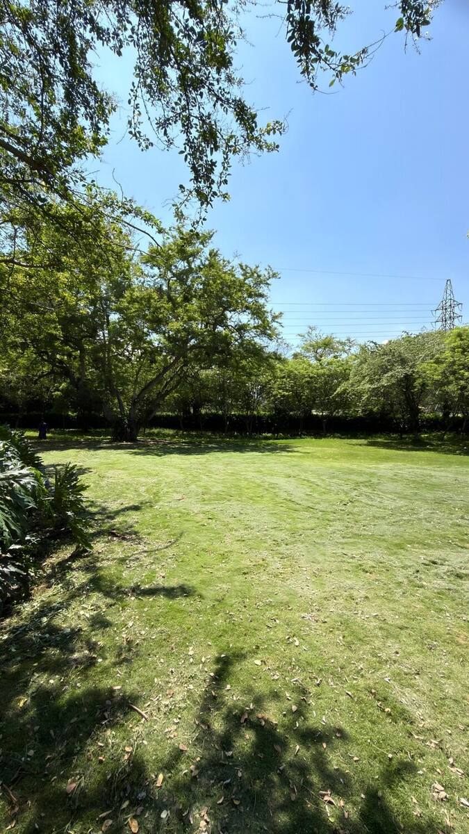 Prado abierto del predio a ras de suelo, con la sombra de un árbol grande cayendo sobre el césped recién cortado y una hilera de árboles cerrando el fondo.
