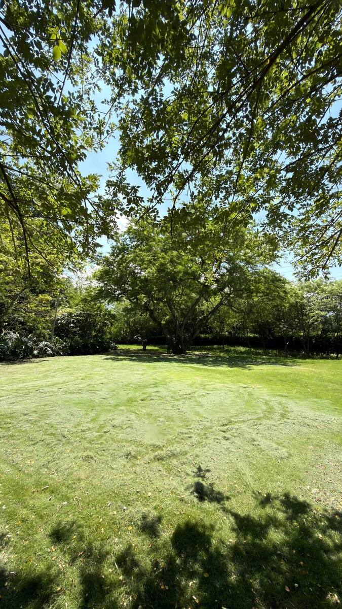 Cancha: superficie plana de césped cortado a ras, cerrada por un seto y un árbol grande que da sombra al borde.