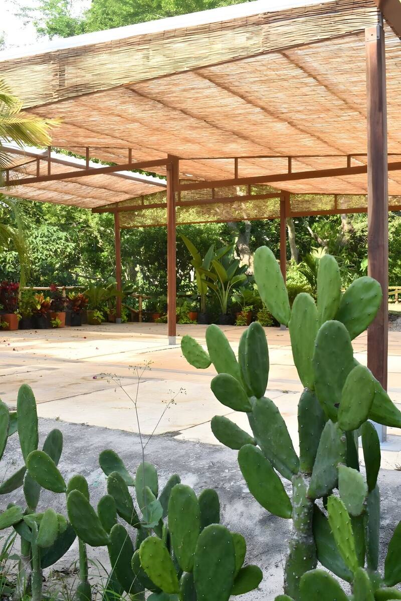 Cactus al sol sobre piso de piedra y arena, delante de la pérgola de guadua y caña del predio