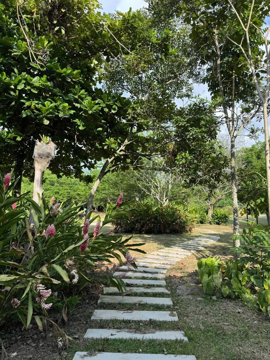 Camino de huellas de concreto que atraviesa el prado entre bastones de heliconia rosada, bromelias y árboles altos, hacia la zona arbolada del predio.