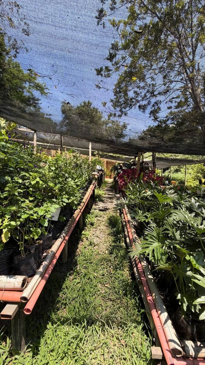 Pasillo del vivero bajo malla polisombra, con camas de guadua a lado y lado llenas de plantas en bolsa