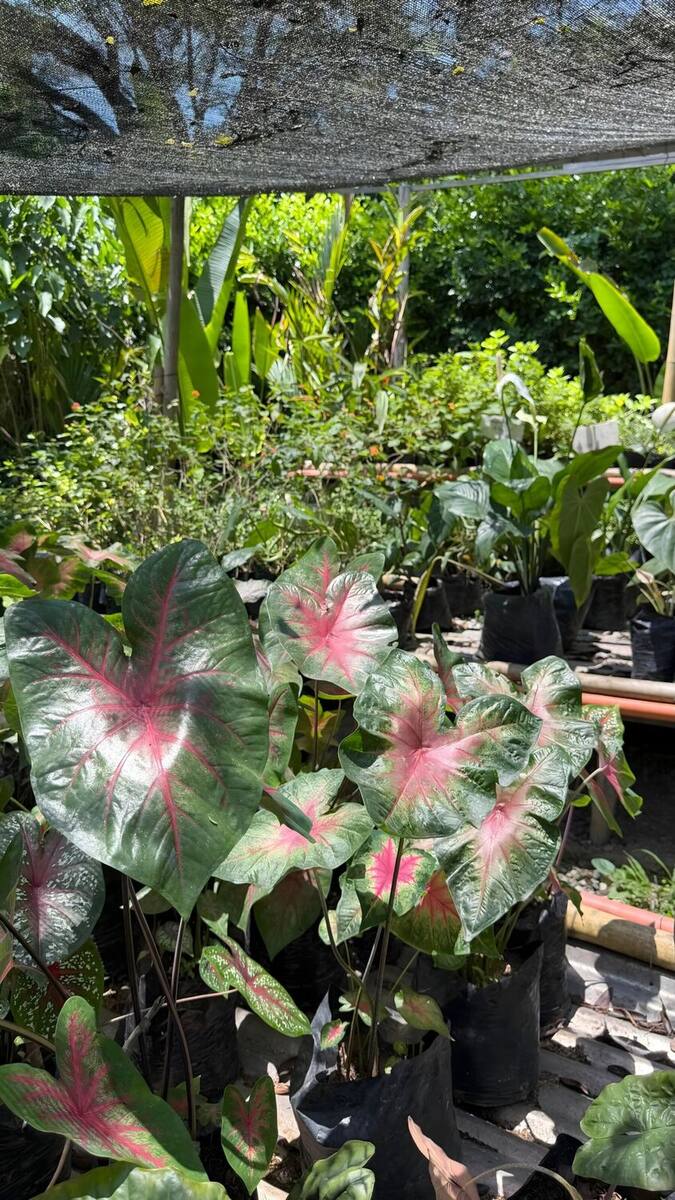 Caladios de hoja rosada y verde en producción bajo la polisombra del vivero, sembrados en bolsa negra frente a un macizo de platanillos.