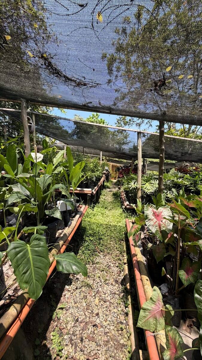 Camellones del vivero bajo malla de sombra: hileras de plantas ornamentales en bolsas negras a lado y lado de una calle de gravilla, con anturios y caladios de hojas jaspeadas.