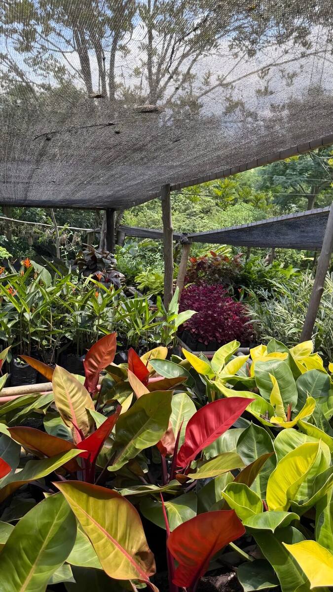 Filodendros de hoja roja y amarilla en producción bajo la polisombra del vivero