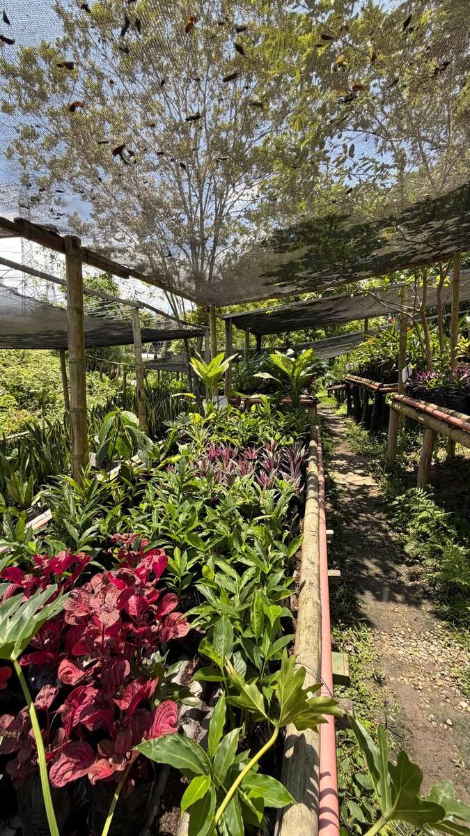 Camellones del vivero bajo malla de sombra, con plantas ornamentales sembradas en bolsa a lado y lado del camino.