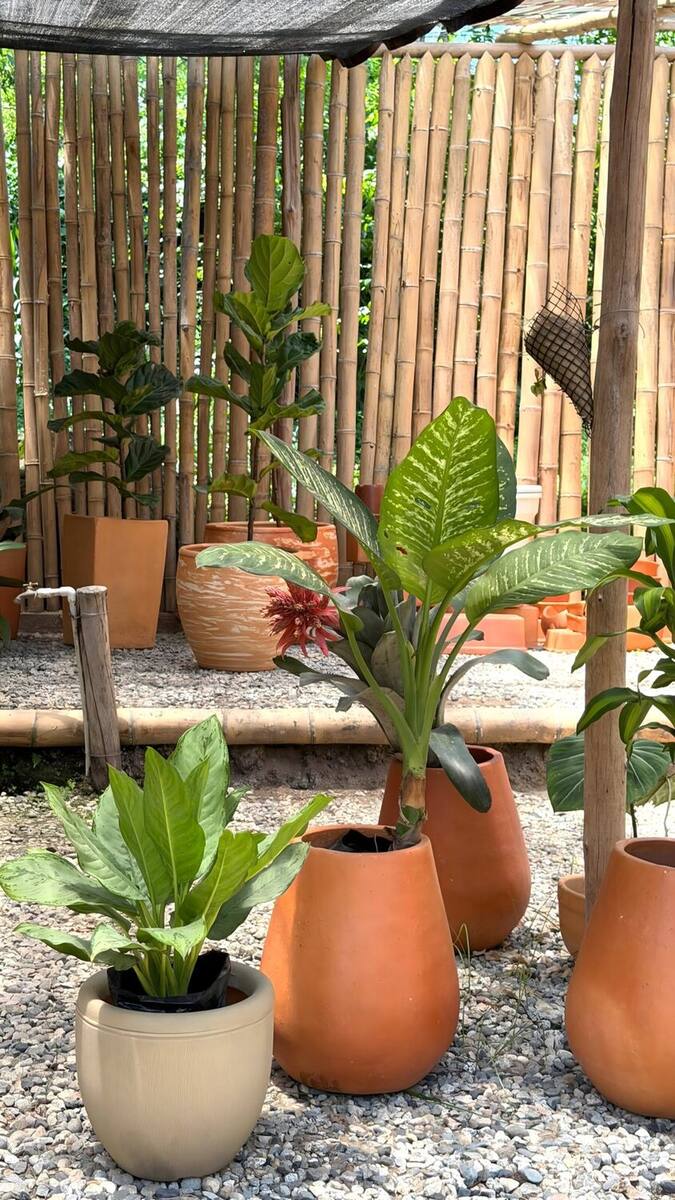Materas de barro con plantas de interior frente a un cerramiento de guadua, listas para decoración