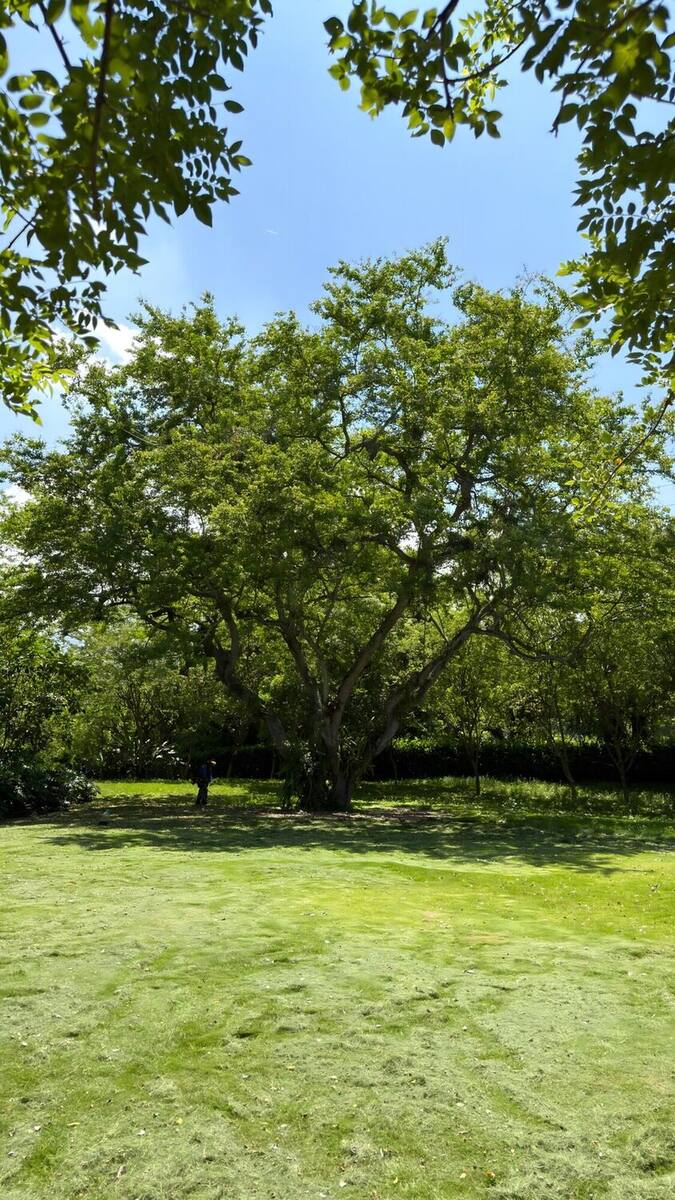 El Teatrino: un árbol enorme de copa muy abierta en el centro de un claro de césped, con una persona de pie junto al tronco que da la medida de su tamaño.